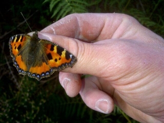 Small Tortoiseshell butterfly below Glutton crag